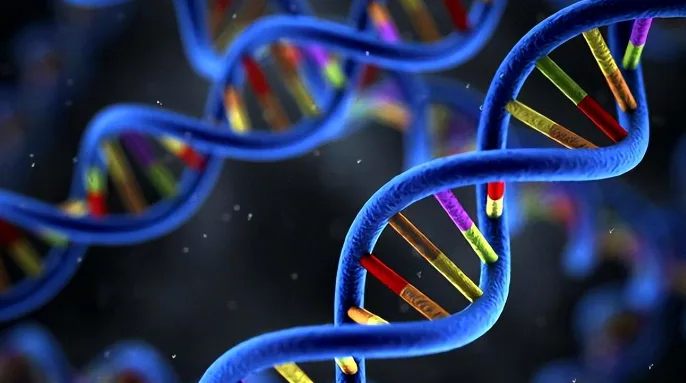 医生为孕妇进行双胎NT超声检查的场景