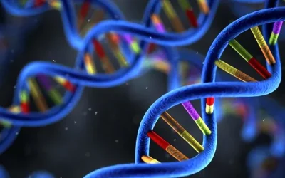 BRAF V600E突变激活MAPK信号通路示意图