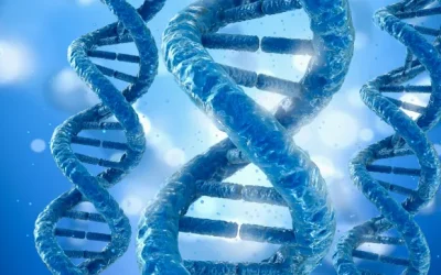 MET基因扩增导致信号通路过度激活示意图