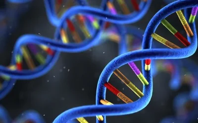 雌激素受体正常与ESR1突变工作机制对比示意图