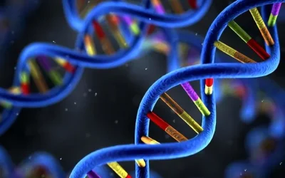 结肠左右半分区示意图