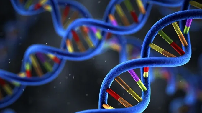 PD-L1蛋白与PD-1结合抑制免疫细胞示意图