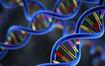 双特异性抗体结构示意图：Y形抗体连接T细胞与癌细胞