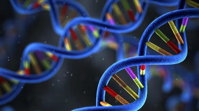 双特异性抗体结构示意图：Y形抗体连接T细胞与癌细胞