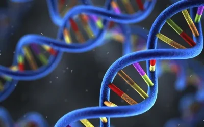 小脑结构三维示意图，显示其与平衡协调的关系。