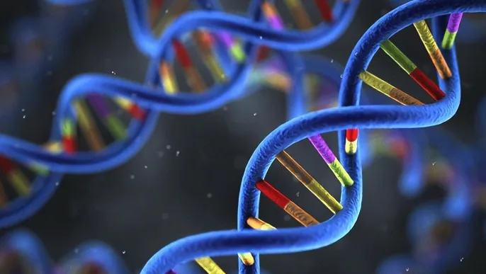 小脑结构三维示意图，显示其与平衡协调的关系。