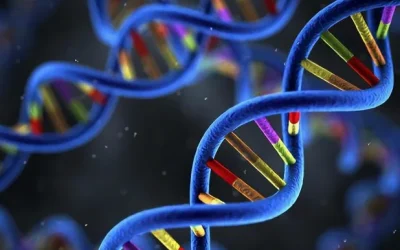 内耳毛细胞结构示意图