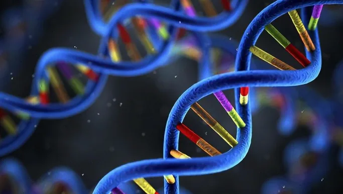 内耳毛细胞结构示意图