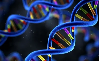 人体肝脏代谢药物示意图