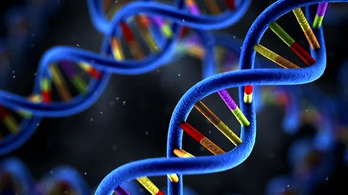 人体肝脏代谢药物示意图