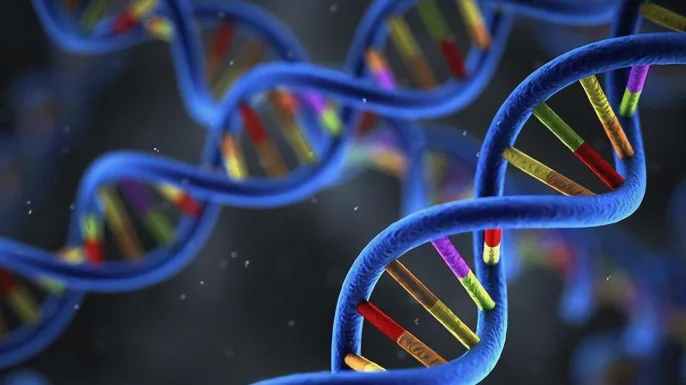 DNA双螺旋与错配修复蛋白示意图