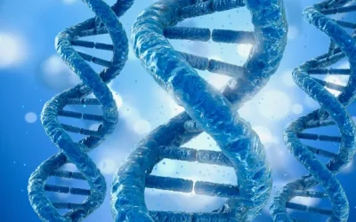 健康黄斑与斯特格病黄斑对比示意图