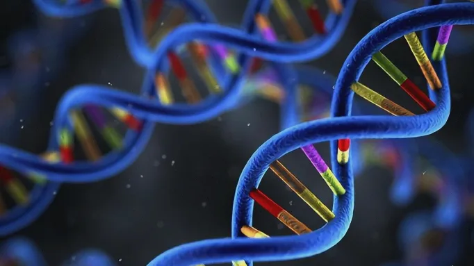 歌舞伎面谱综合征患儿典型面部特征示意图