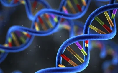 心脏超声显示肥厚的心肌示意图